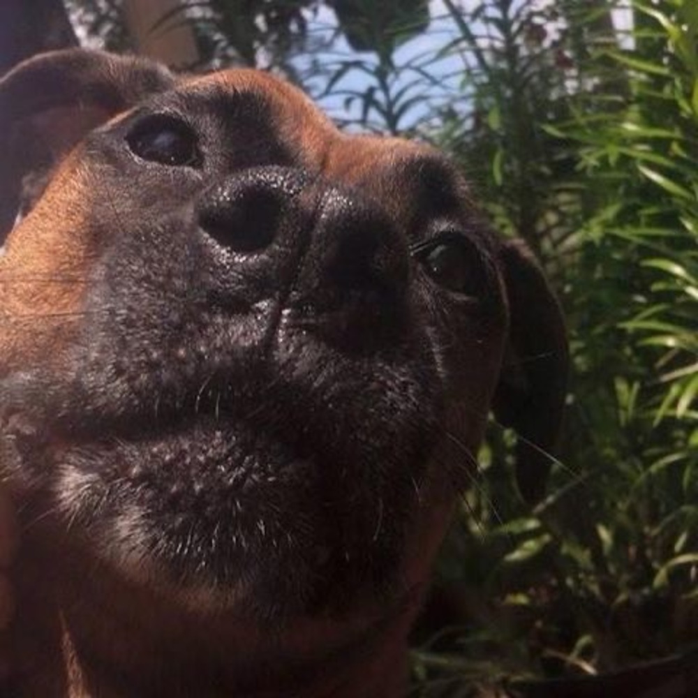 Meet your Posher, Troy